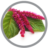 Amaranthus Caudatus Icon | Hot Like Me Haircare