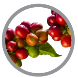 Caffeine Icon| Hot Like Me Haircare