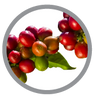 Caffeine