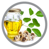 Moringa Oleifera Oil (Moringa Oil)